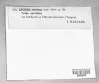 Fuscidea cyathoides image